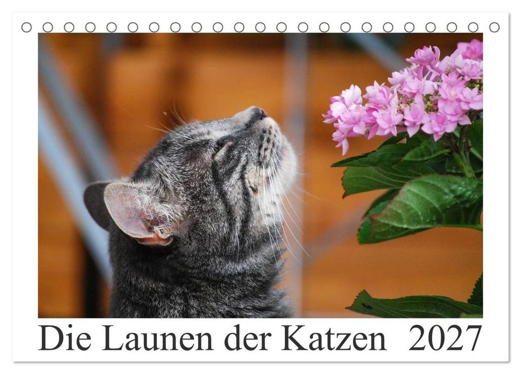 Die Launen der Katzen 2027 (Tischkalender 2027 DIN A5 quer), CALVENDO Monatskalender