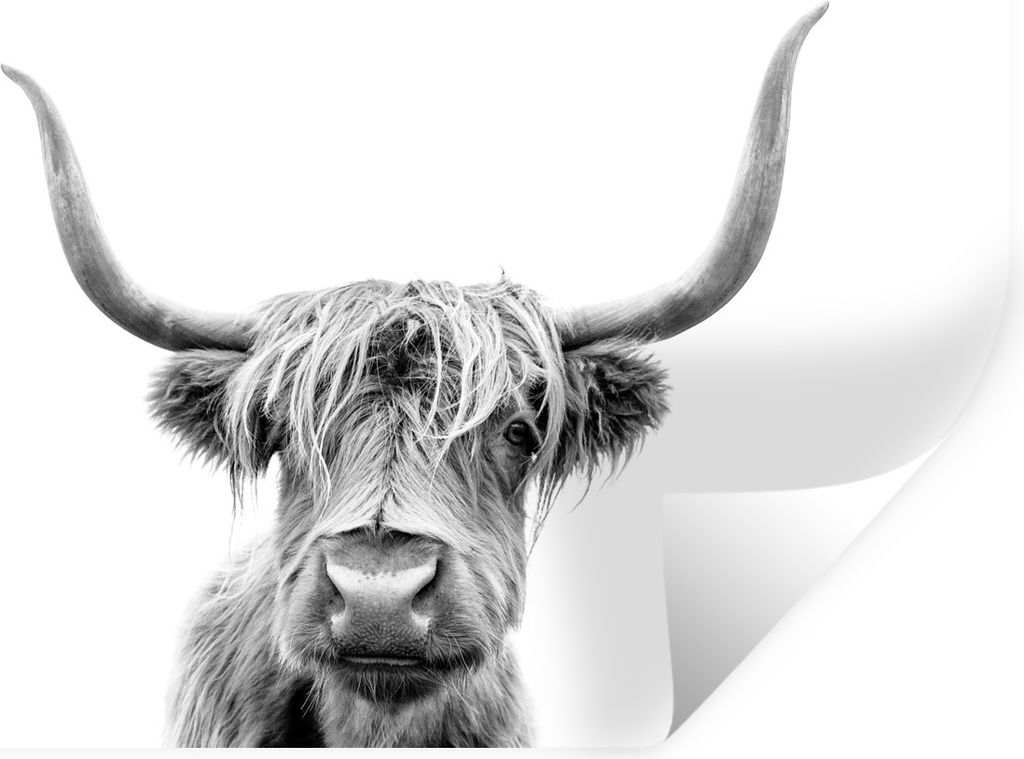 MuchoWow Wandtattoo Wandsticker Wandaufkleber Scottish Highlander - Stier - Schwarz - Weiß 30x20 cm Selbstklebend und Repositionierbar - Wierder...