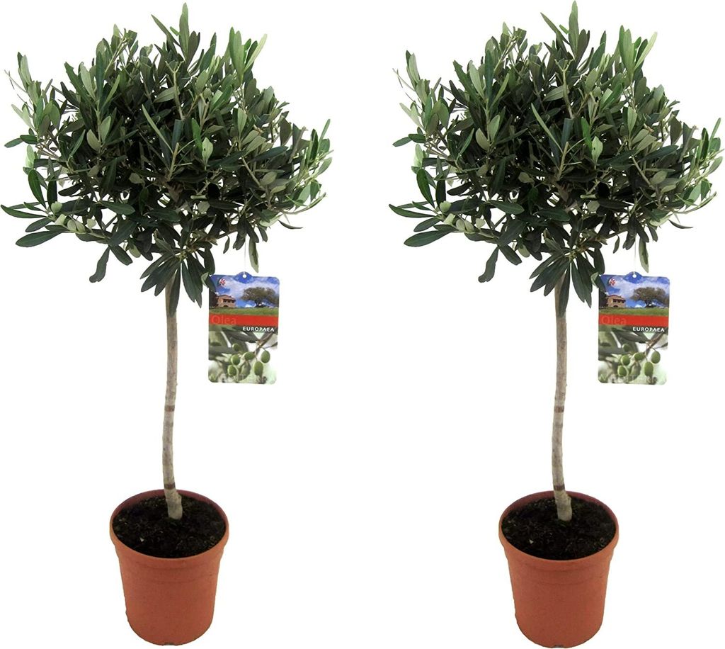 Angebot 2 Stück Olivenbaum ca. 70-90 cm Sonderposten  - Produktbild 