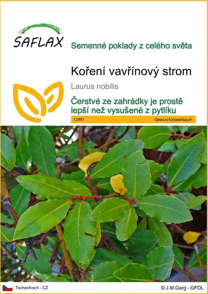 SAFLAX - koření vavřínový strom - Laurus nobilis - 6 Semena Obrázek produktu 