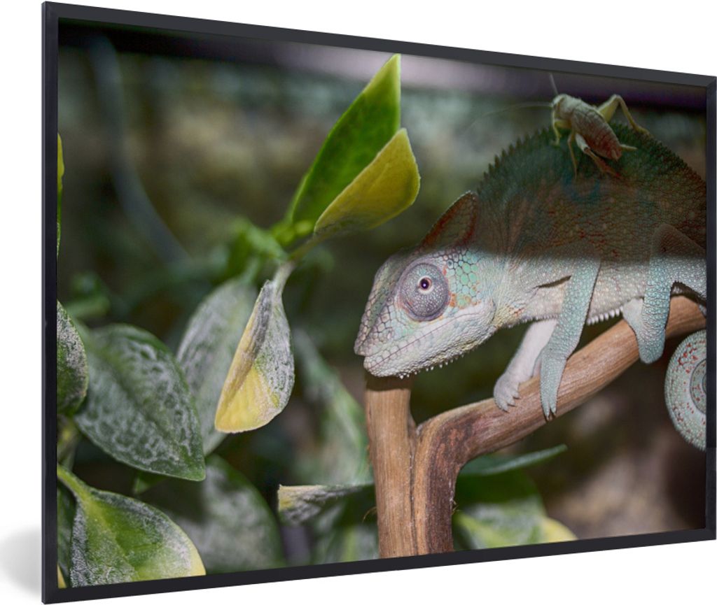 MuchoWow MuchoWow Gerahmtes Poster Versteckte Grille auf dem Rücken des Chamäleons 90x60 cm - Poster mit zchwarzem Bilderrahmen - Fotorahmen ...