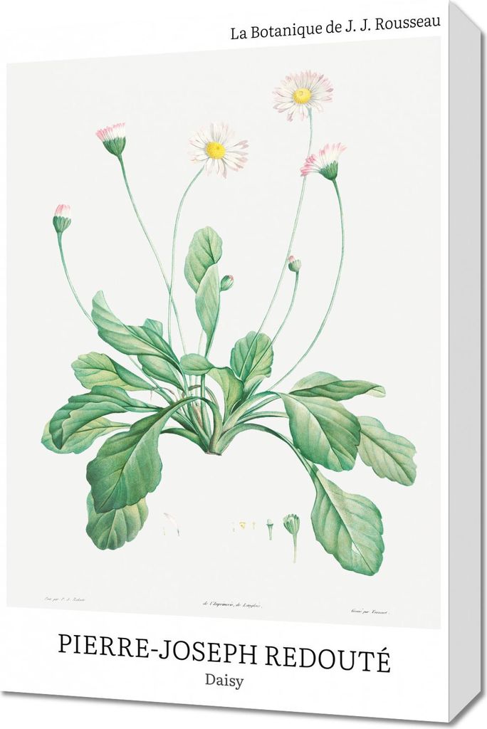 Bild 40x60cm Design Daisy, Redoute Vintage für das Wohnzimmer