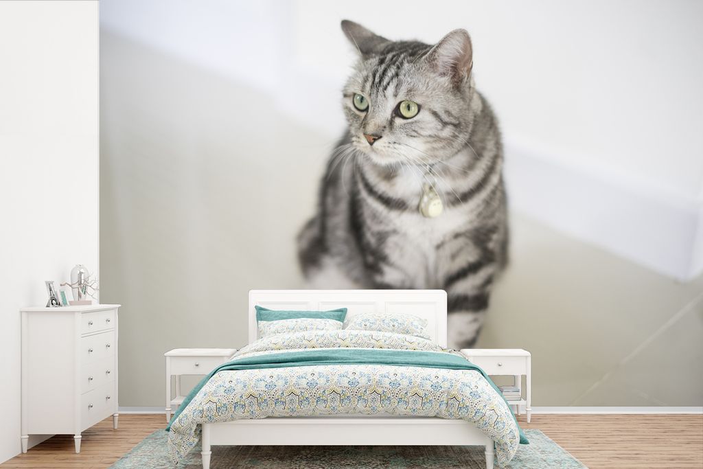 MuchoWow Fototapete für Wohnzimmer oder Schlafzimmer Wandtapete Vinyl Motivtapete American Shorthair Kätzchen - 420x280 cm - Zimmer für Kinder