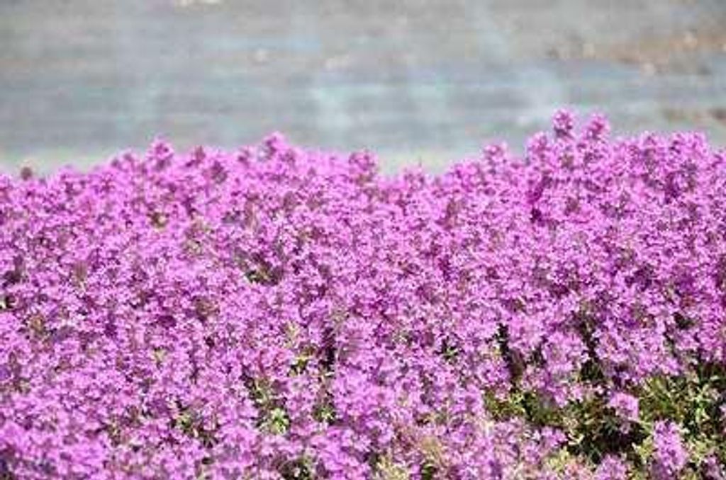 6 x Thymus praecox 'Purple Beauty' - Thymian - Topf 9 x 9 cm