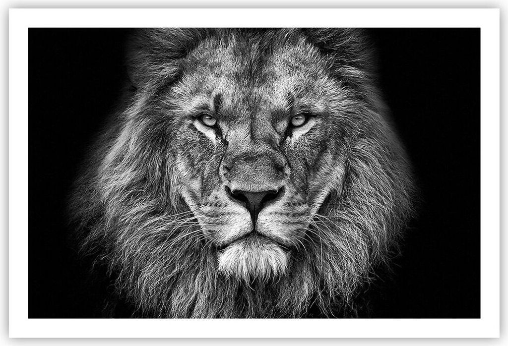 Poster - Poster ohne Rahmen - Porträt Löwe Schwarzweiß - 91,5x61 cm - Wand Bild - Wanddeko - Wandbilder - Kunstposter - Wandposter - Bilder - Ku...