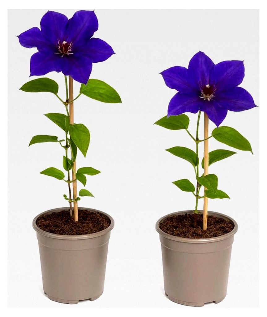 Kletterpflanzen - Clematis The President - 2er Set - 11 cm Topf