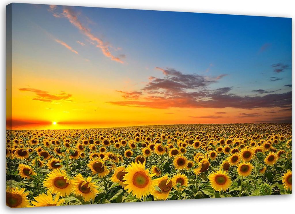 Leinwandbild eine sonnenblumenwiese bei sonnenuntergang 90x60 cm Feeby blau wandbild bereit zum aufhängen