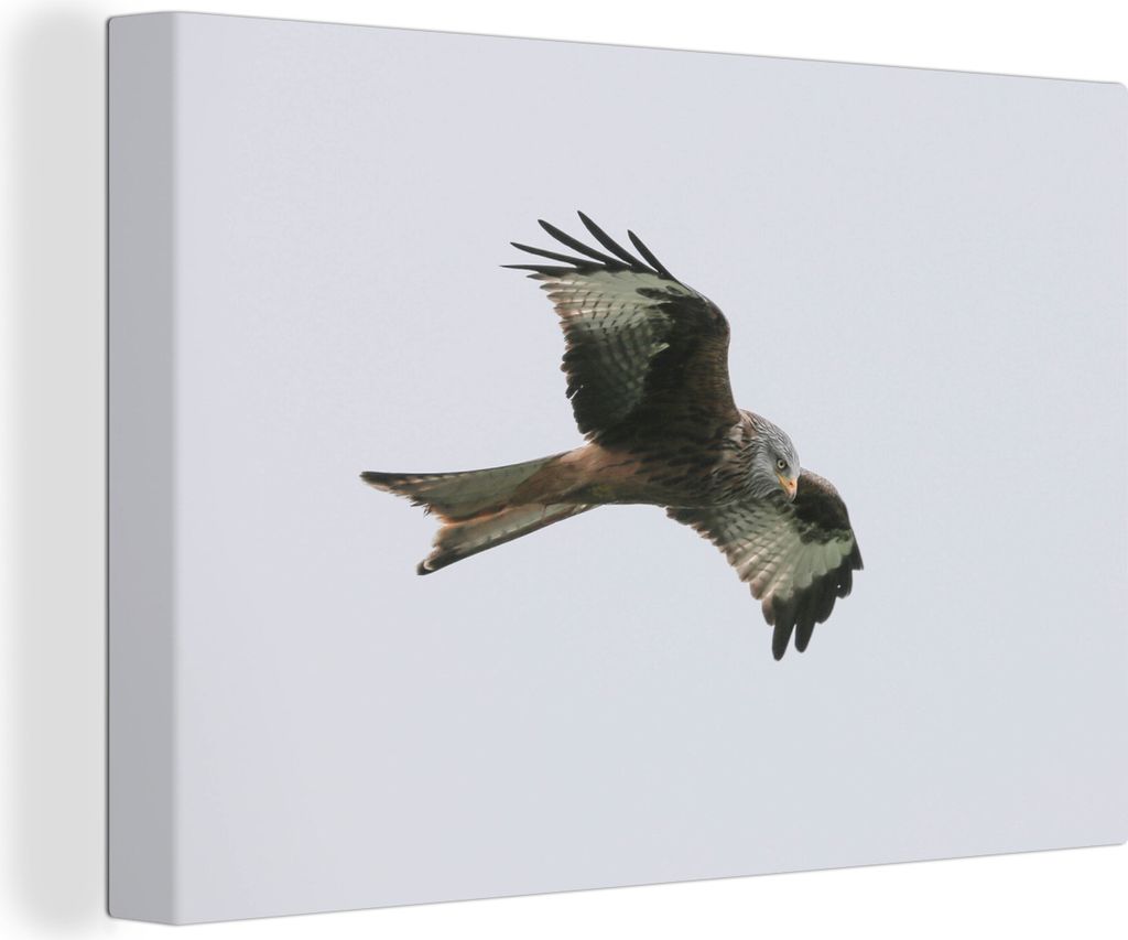 OneMillionCanvasses - Leinwandbilder - 140x90 cm, Vogel - Raubvogel - Fliegen, Wandbilder Kunstdruck Wanddekoration