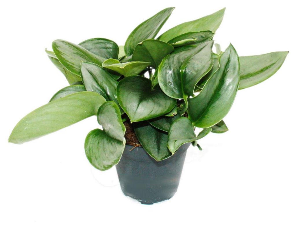 Mondschein-Efeutute - Scindapsus pictus 'Moonlight' - 12cm Produktbild 