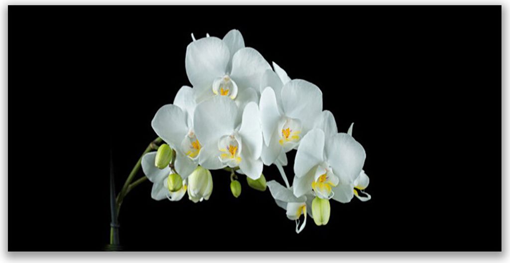 Glasbilder 140x70 Wandbild Druck auf Glas Blumen Pflanzen