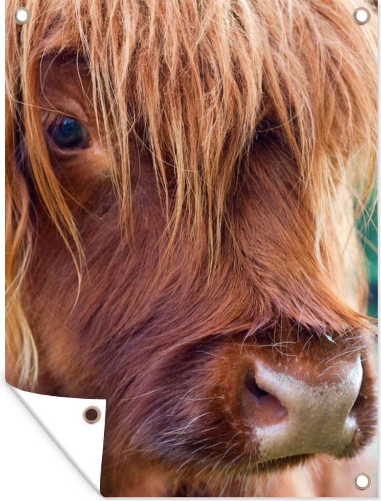 MuchoWow 90x120 cm Outdoor-Poster Gartendeko Sichtschutz Garten Poster für den Garten Schottischer Highlander - Braun - Kalb