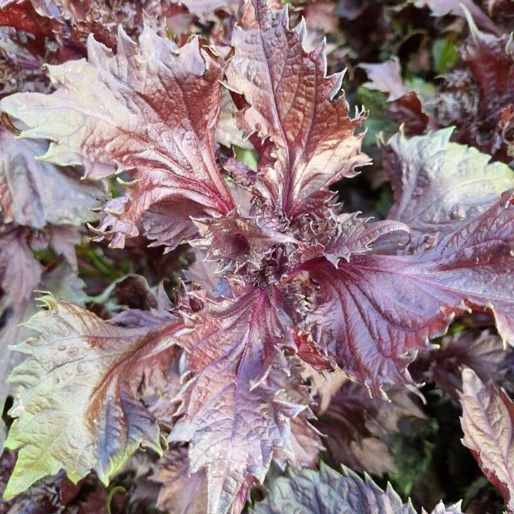 Shiso rosso (Perilla frutescens var. crispa f. purpurea)  - Immagine del prodotto 