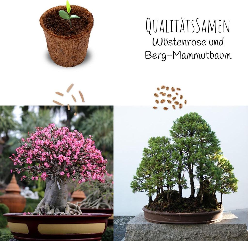 Bonsai Starter Kit: Wstenrose & Berg Mammutbaum