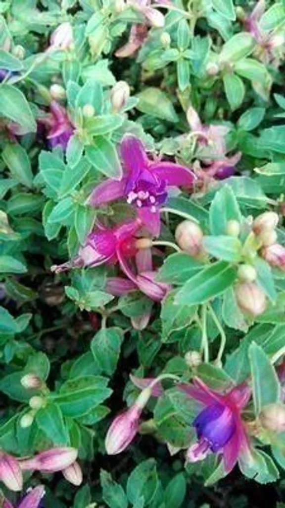 Fuchsia hybride Tom Thumb miniature - 6 fleurs rustiques en pot de 9 cm - 3