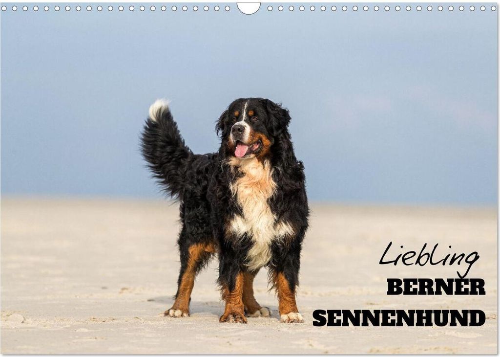 Liebling BERNER SENNENHUND (Wandkalender 2026 DIN A3 quer), CALVENDO Monatskalender