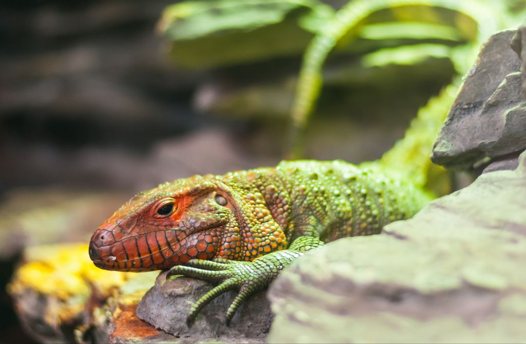 hansepuzzle 70667 - Leopardgecko Puzzle, 500 Teile, Tierwelt, 46,0 x 30,0cm mit hochwertiger Aufbewahrung, Kartonbox und wiederverschließbarem Beutel