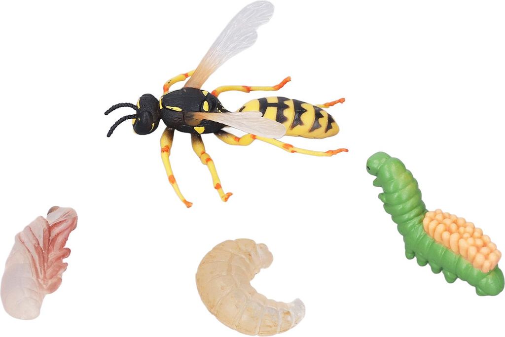 Wespenbienen-Wachstumszyklusmodell, frühe pädagogische Simulation, Insektentiere, als Geschenk für Kinder
