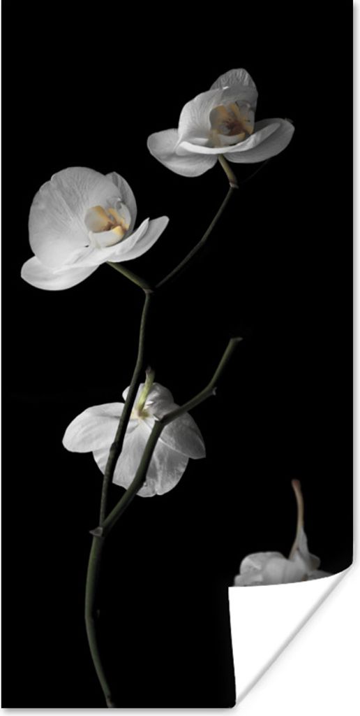 MuchoWow Poster Orchidee - Blumen - Schwarz - Weiß - Stilleben 20x40 cm - Plakat - Foto