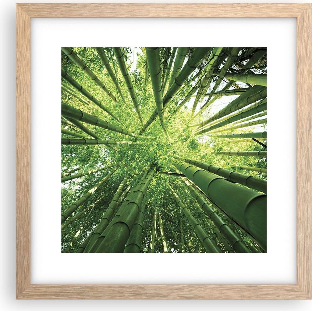 Gerahmtes Poster - Rahmen in heller Eiche - Bambus Dschungel Grün - 30x30 cm - Wand Bild - Wanddeko - Wandbilder - Wandposter - Bilderrahmen - Bil...