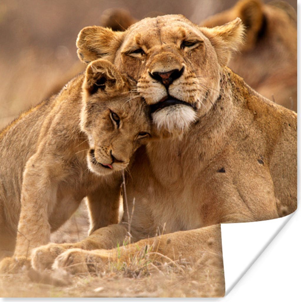 MuchoWow Poster Löwe - Wilde Tiere - Jungtier 30x30 cm - Wandposter - Printing