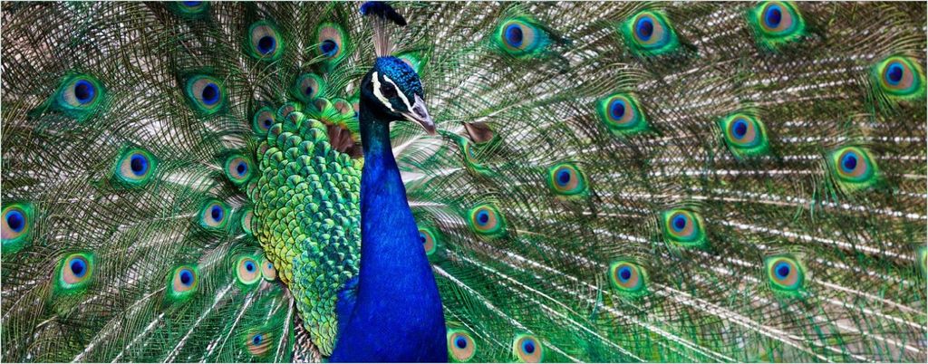 Wallario Wandbild aus Acryl, 125 x 50 cm, freischwebende Optik - Farbenprächtiger Pfau