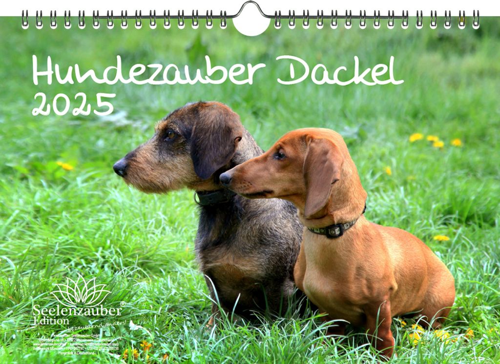Hundezauber Dackel DIN A4 Kalender für 2025 Welpen und Hunde - Seelenzauber