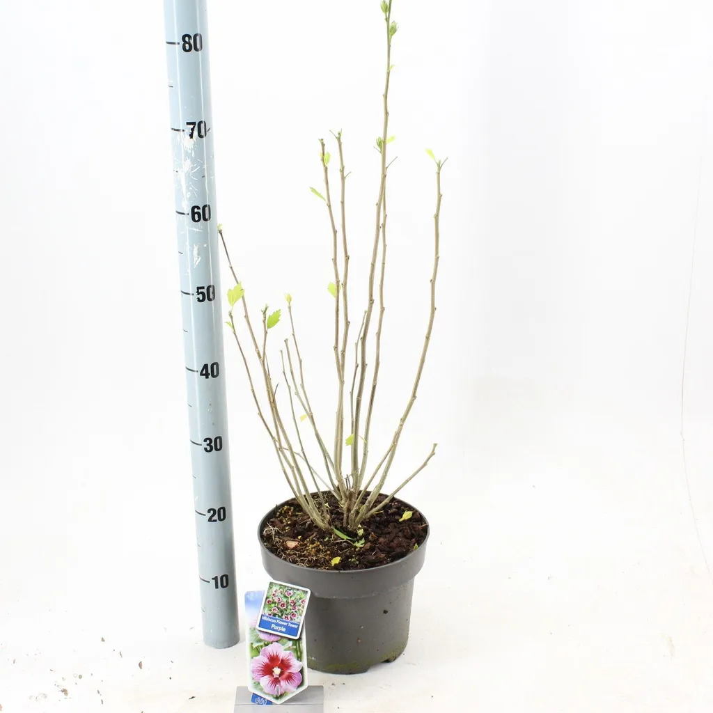 Hibiscus syriacus Flower Tower Purple Gandini Santiago | Pot 60-70 cm