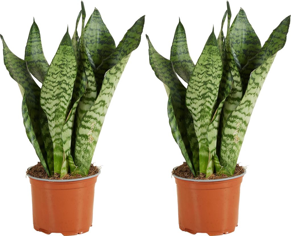 Bloomique - 2er Set - Sansevieria Zeylanica - Bogenhanf - Produktbild 