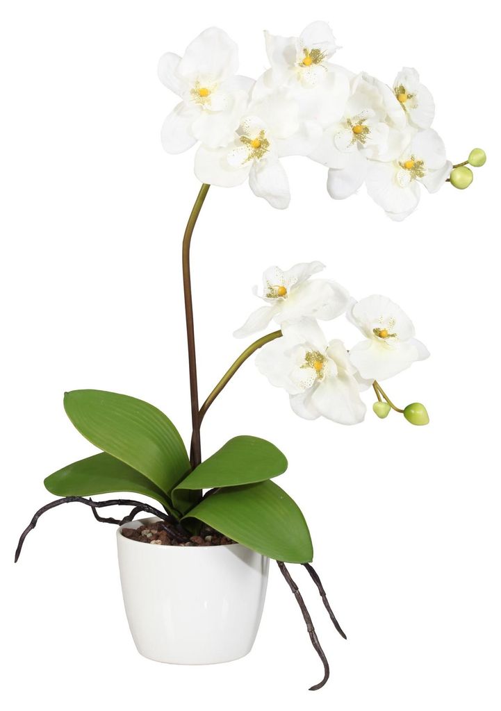 CREATIV green künstliche Orchidee 60 cm im Topf 13cm in Creme, künstliche Schmetterlingsorchidee wie echt mit 9 Blüten & 2 Stiele im weißen Ker...