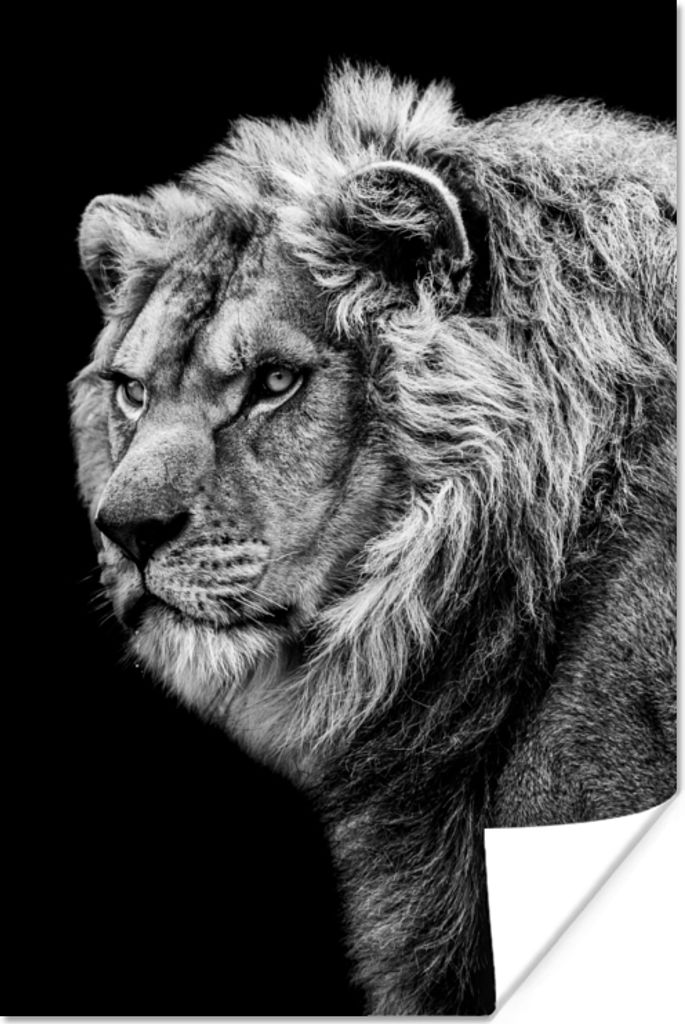 MuchoWow Poster Löwe - Porträt - Wildtiere - Schwarz - Weiß 80x120 cm - Papierdruck