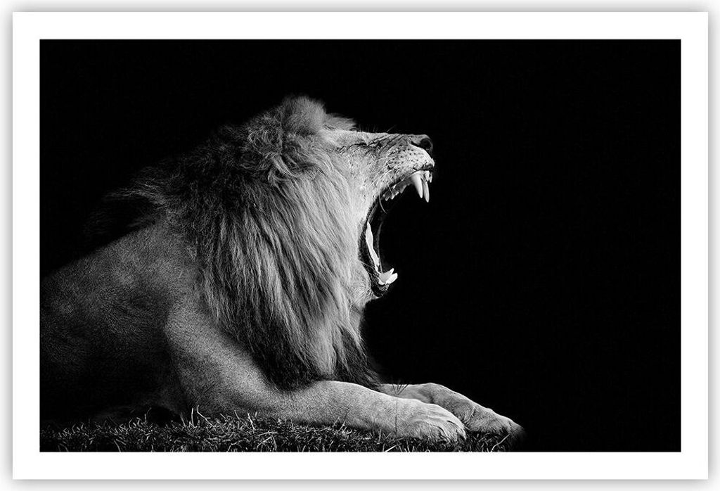 Poster - Poster ohne Rahmen - Löwe Gähnen Schwarz und Weiß - 91,5x61 cm - Wand Bild - Wanddeko - Wandbilder - Kunstposter - Wandposter - Bilder ...