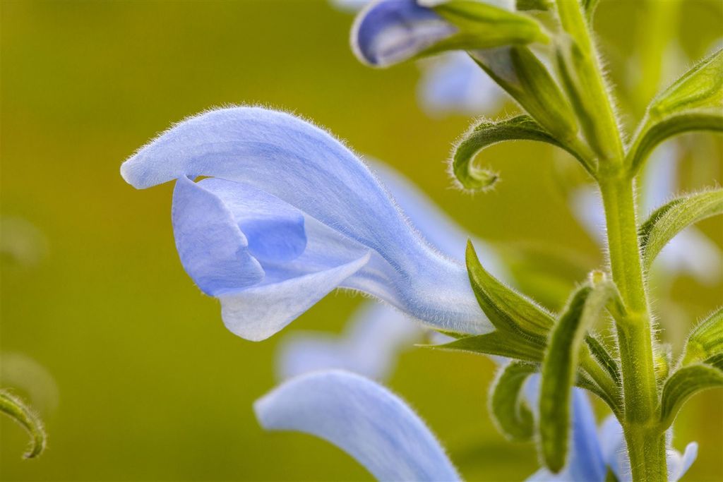 Salvia pratensis, Wiesensalbei, violett, ca. 9x9 cm Topf