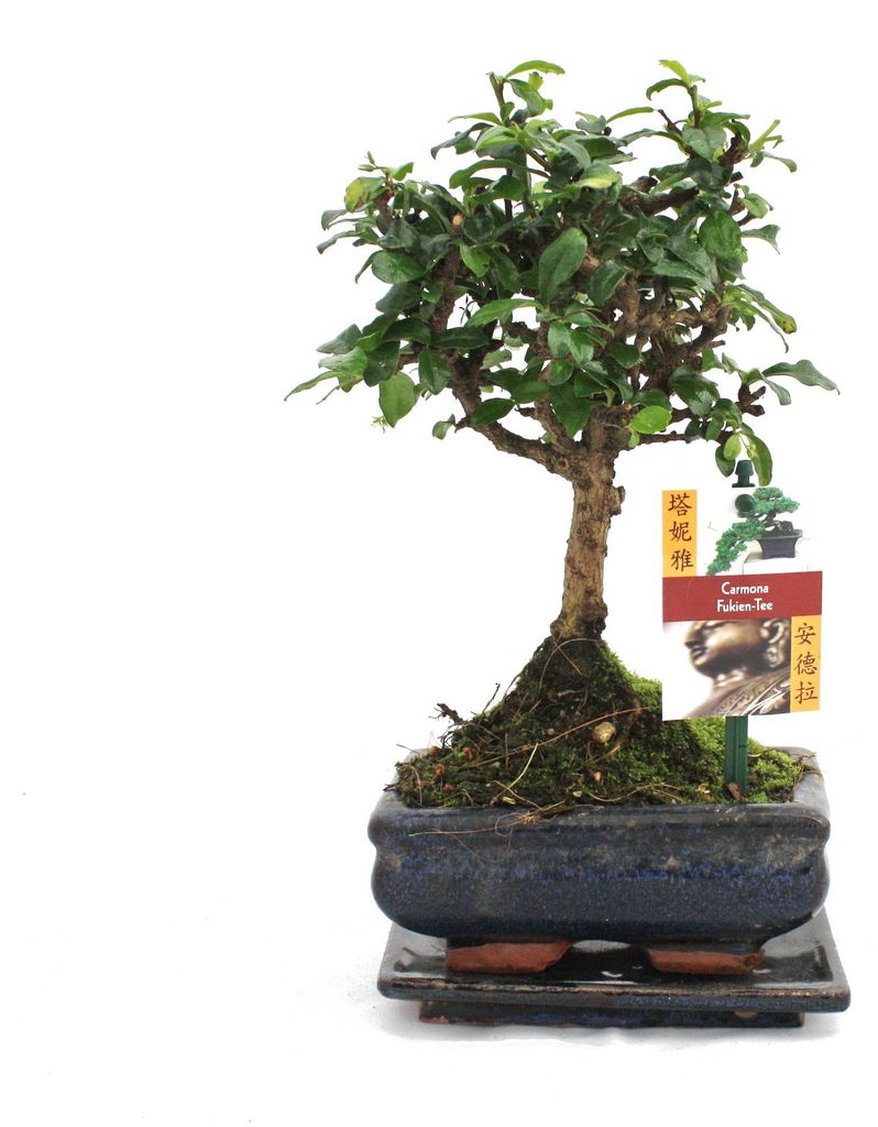Bonsai Fukientee - Carmona microphylla - ca. 6 Jahre - Produktbild 