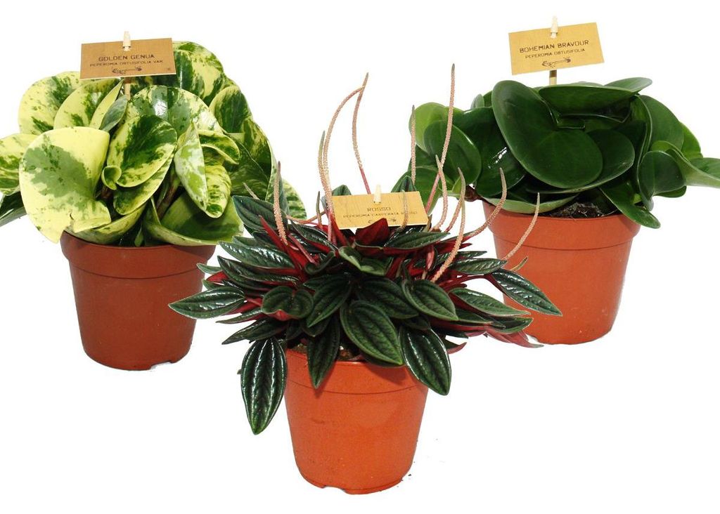 Peperomia 3er Set Obrázek produktu 