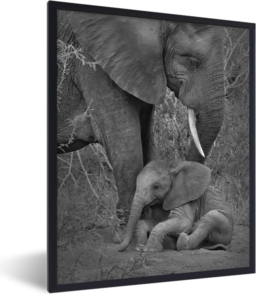 MuchoWow Gerahmtes Poster Mutter Elefant kümmert sich um ihr Kind - schwarz und weiß 60x80 cm - Poster mit Schwarzem Bilderrahmen Wandposter Ra...