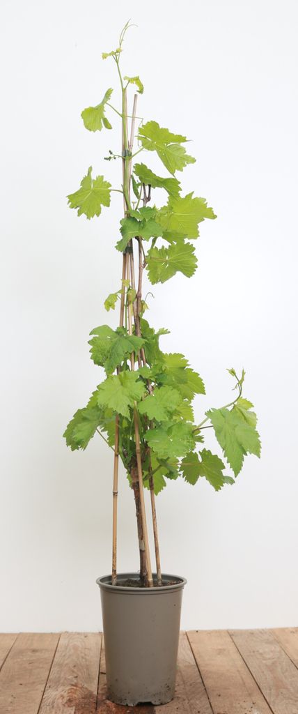 Vitis vinifera 'Isabella', Weinrebe, 80–100 cm, dunkelblau Produktbild 