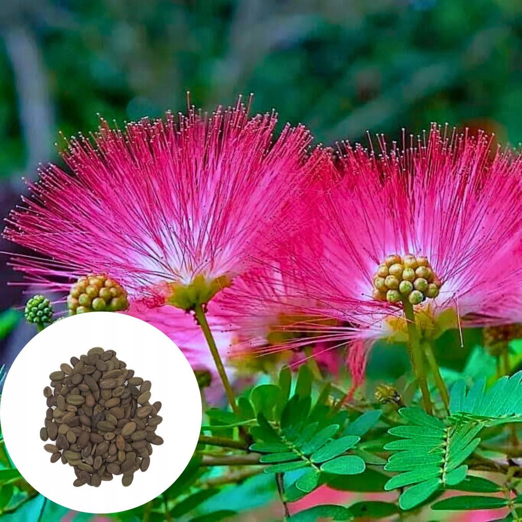 Semena Albizia Julibrissin Rosea - balení 5 ks - Exotická Obrázek produktu 