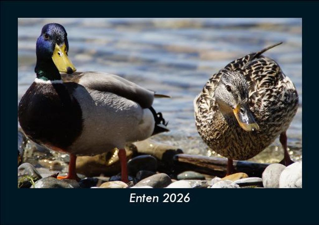 Enten 2026 Fotokalender - Querformat DIN A5, Monatskalender mit Bild-Motiven von Haustieren, Bauernhof, wilden Tieren und Raubtieren