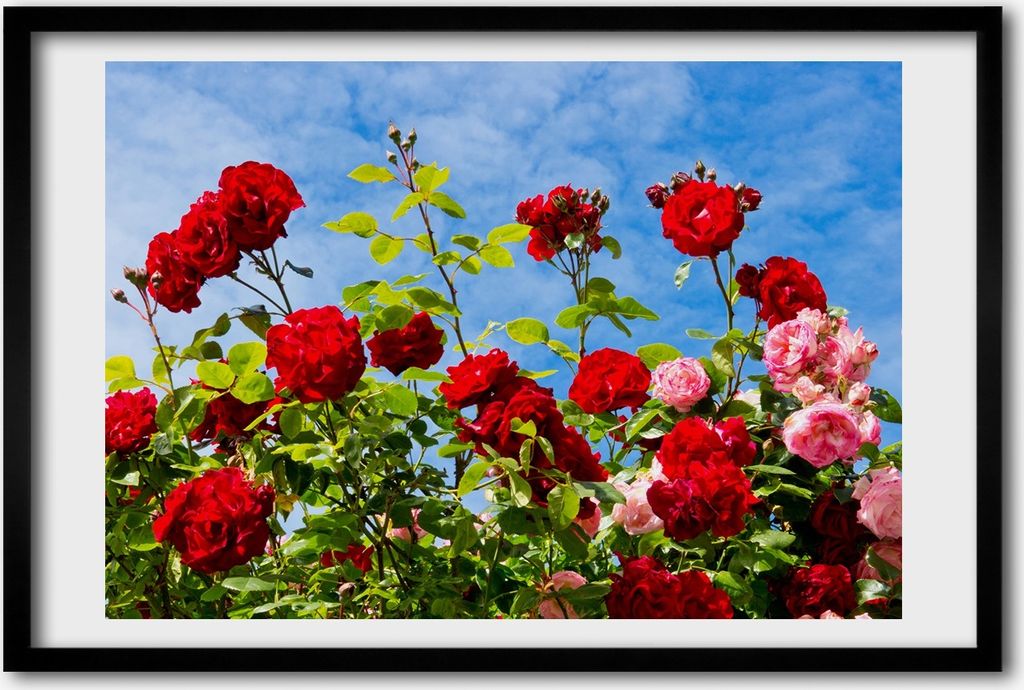 Bild 60x40 MDF-Rahmen, Wandkunst wilde Rosen Produktbild 