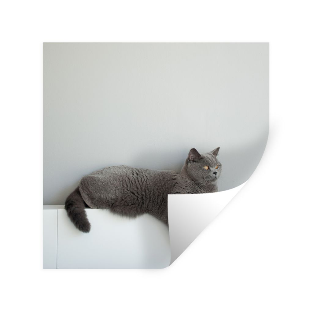 MuchoWow Wandtattoo Wandsticker Wandaufkleber Katze - Britisch Kurzhaar - Grau - Mädchen - Kinder - Jungen - Kinder 80x80 cm Selbstklebend und R...