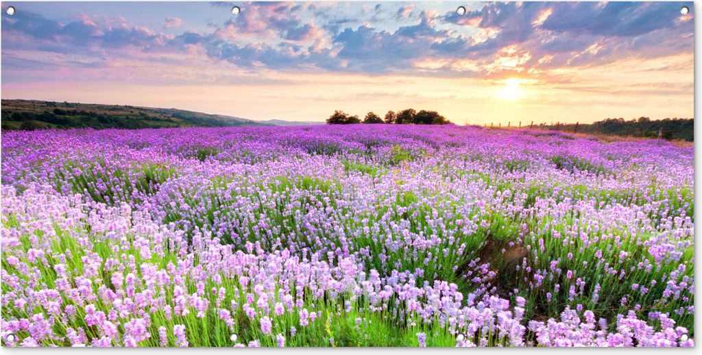 MuchoWow 160x80 cm Outdoor-Poster Gartendeko Sichtschutz Garten Poster für den Garten Blumen - Lavendel - Lila - Himmel - Sonnenuntergang - Wie...