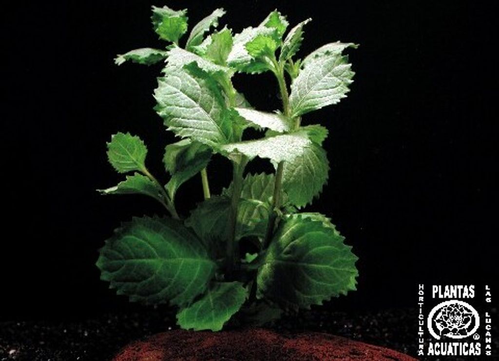 Mühlan - 5 Bund Indischer Wasserstern (Hygrophila Difformis), ideal für Diskusbecken