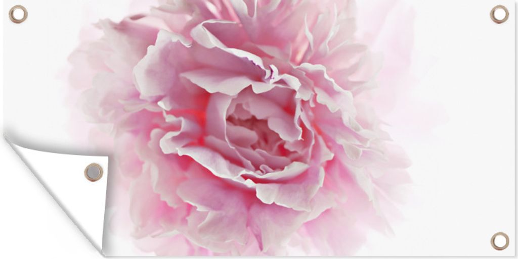MuchoWow 160x80 cm Outdoor-Poster Gartendeko Sichtschutz Garten Poster für den Garten Draufsicht auf eine rosa Pfingstrose mit weißem Hintergrund