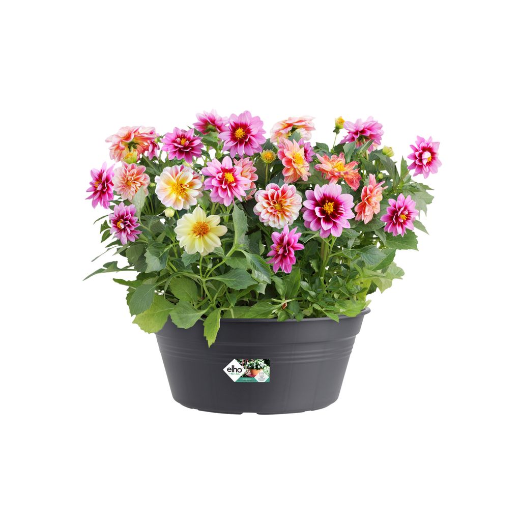 ELHO Žardina Green Basics Bowl 27 cm, černá Obrázok produktu 