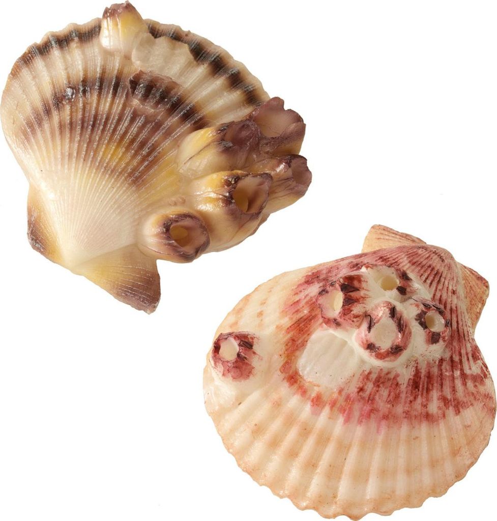 Aqua Della Aquariendekoration Sea Shell