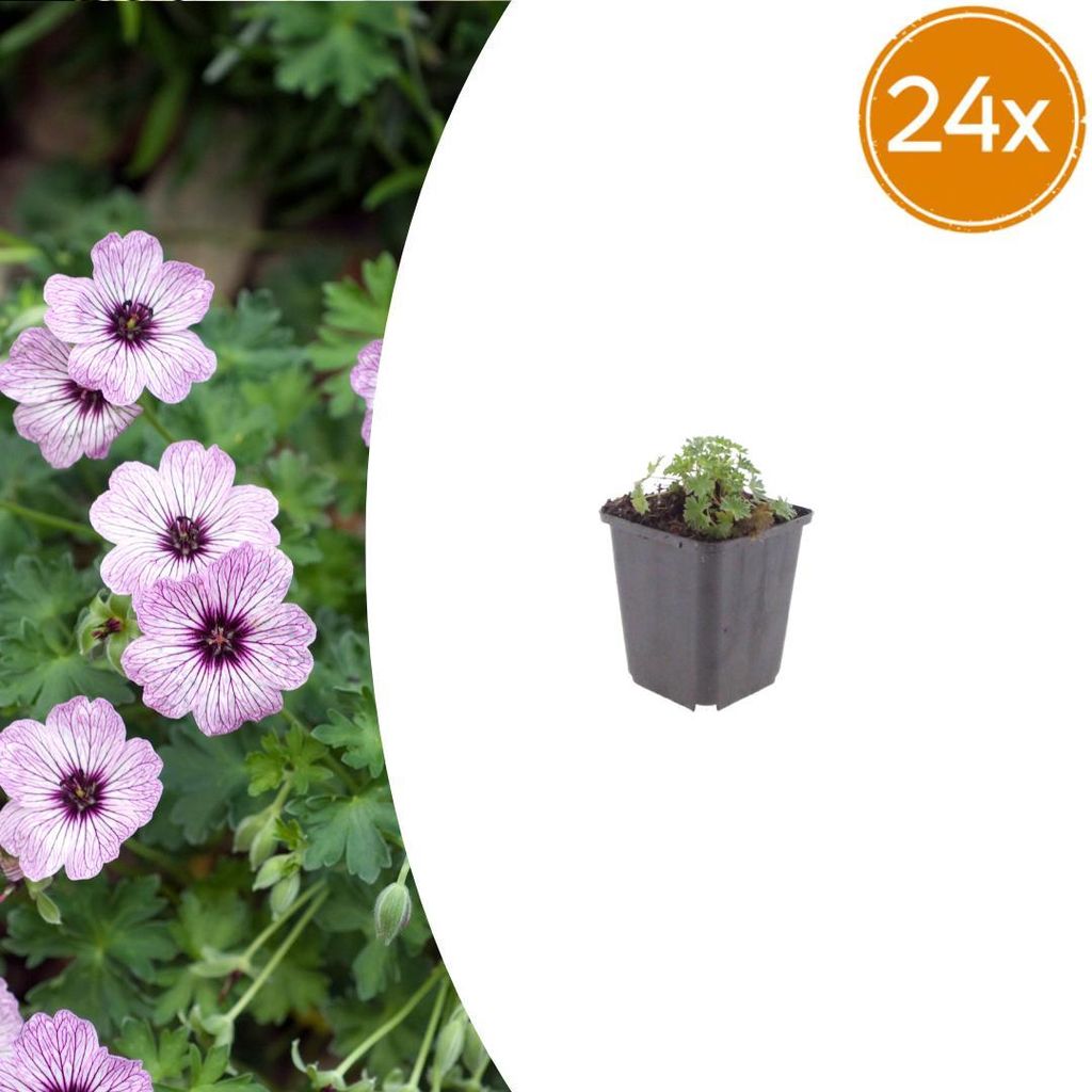 Geranium cin. 'Ballerina' | 24 Stück - 10-25cm - Ø9cm - Gartenpflanze
