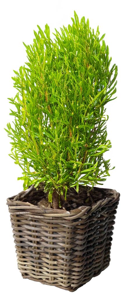 Pflanzen-/blumenkorb - quadrat - Rattan - Weide - L33 x B33 Produktbild 