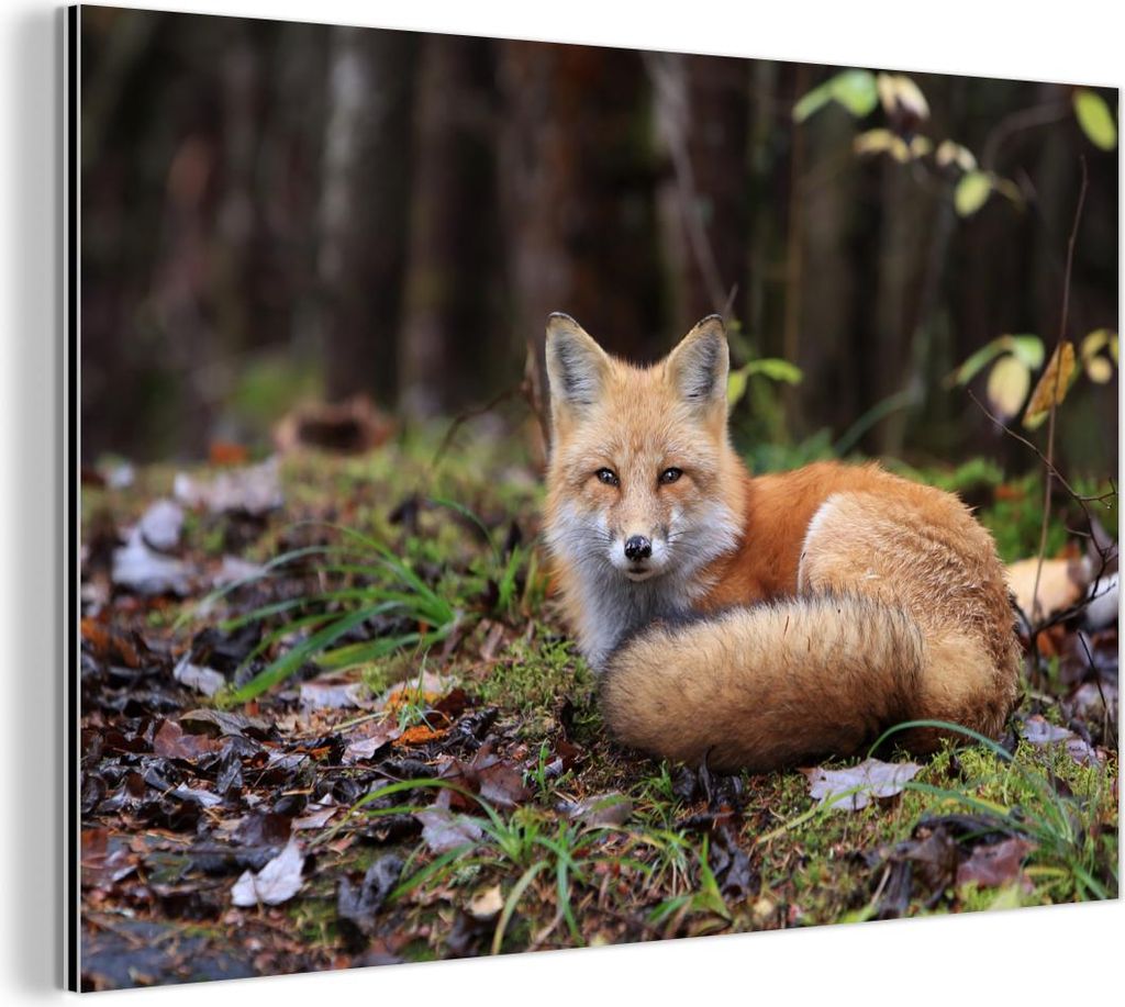 MuchoWow Wanddekoration Metall Metallbild Wandkunst 30x20 cm Fuchs - Wald - Tier MuchoWow Aluminium Gemälde - Aluminiumgemälder