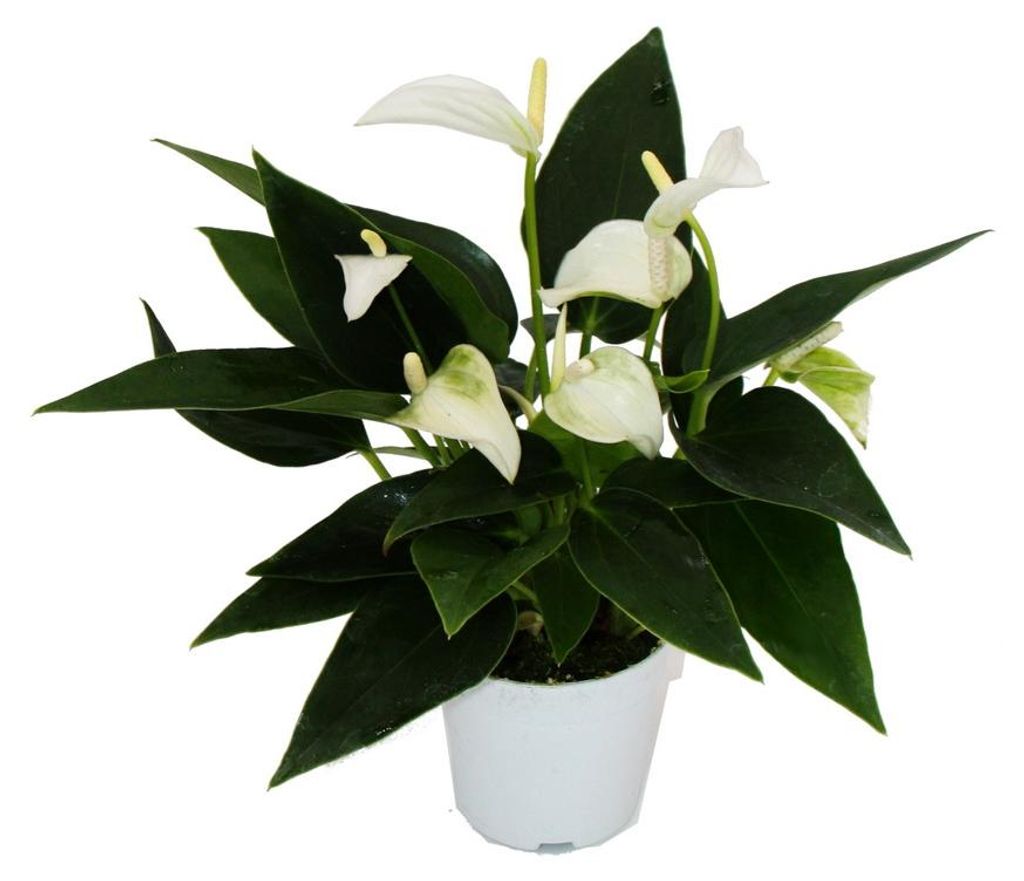 Kleine Flammenblume – Anthurium andreanum – Baby Anthurium – Mini-Pflanze – 7 cm Topf – weiße Blüten – White Champion