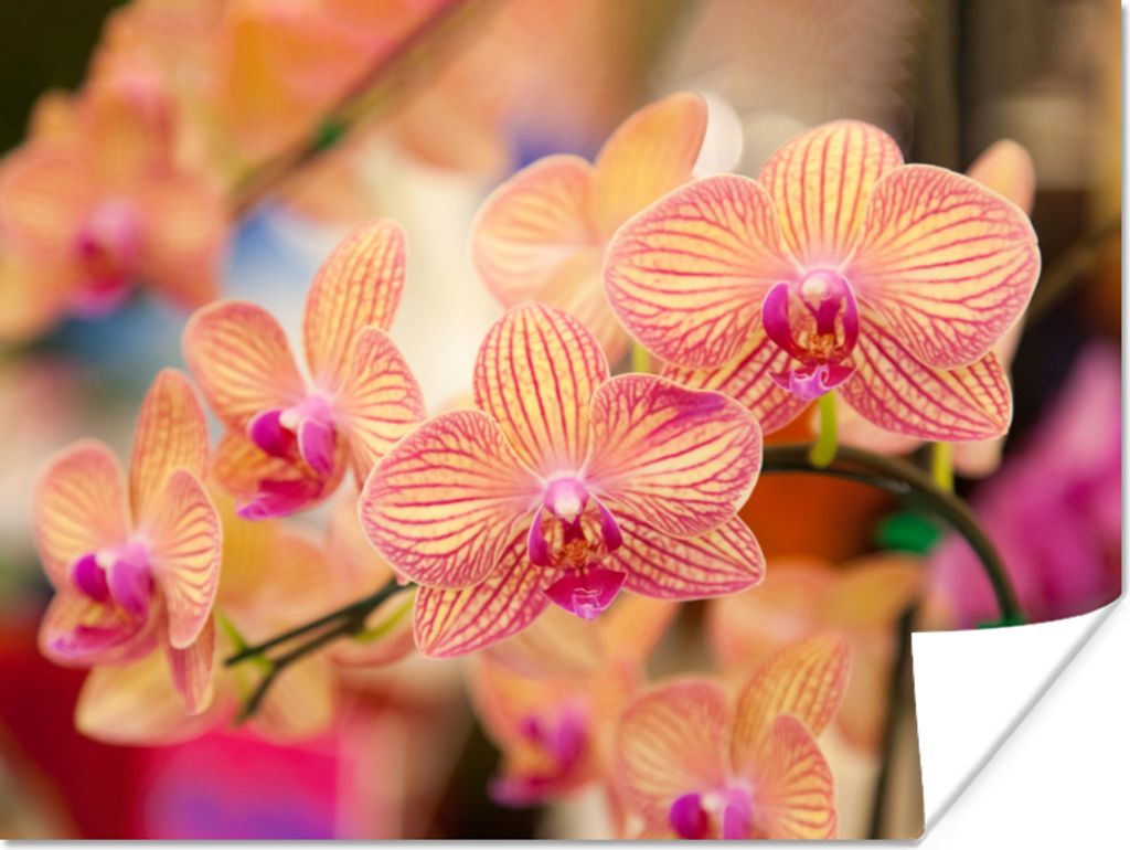 MuchoWow Poster Pflanze - Orchidee - Blumen - Rosa - Flora 120x90 cm - Wandbild